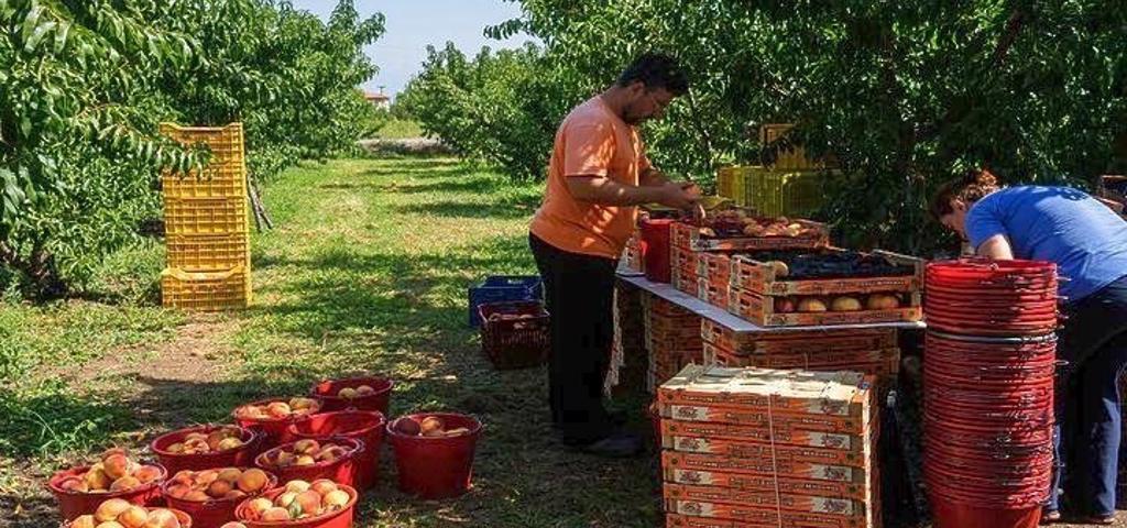 Σε ισχύ η ελληνοαιγυπτιακή "συμμαχία" για εργατικά χέρια  Σε ισχύ η ελληνοαιγυπτιακή "συμμαχία" για εργατικά χέρια